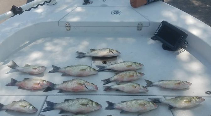 Lake Livingston Fishing Report for 7/17/2019