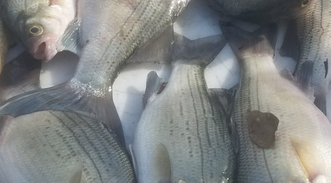 Lake Livingston fishing report for 8/18/2019