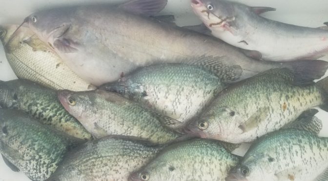 Lake Livingston Fishing Report 4/8/2019