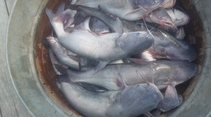 LAKE LIVINGSTON FISHING REPORT FOR 8/11/2019