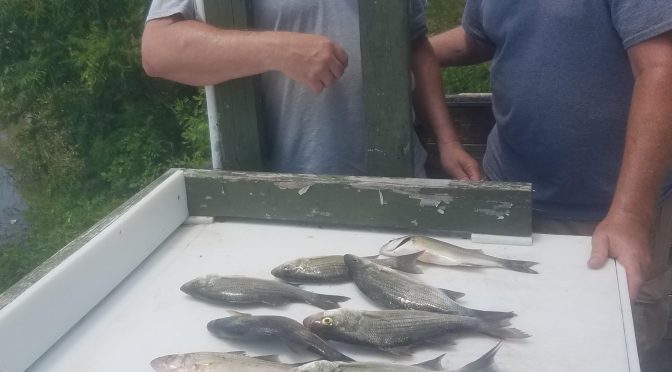 Lake Livingston Fishing Report for  6/22/2019